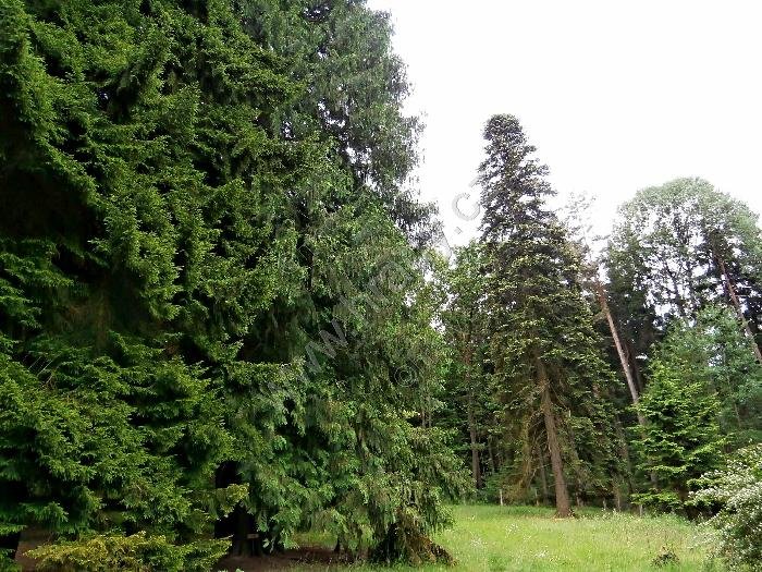 arboretum Americká zahrada