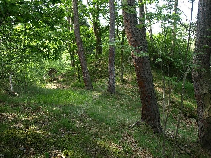 Bernartice