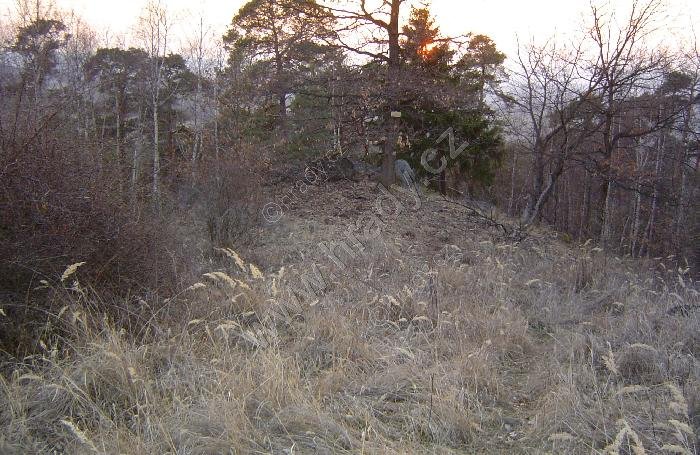 Bílenec
