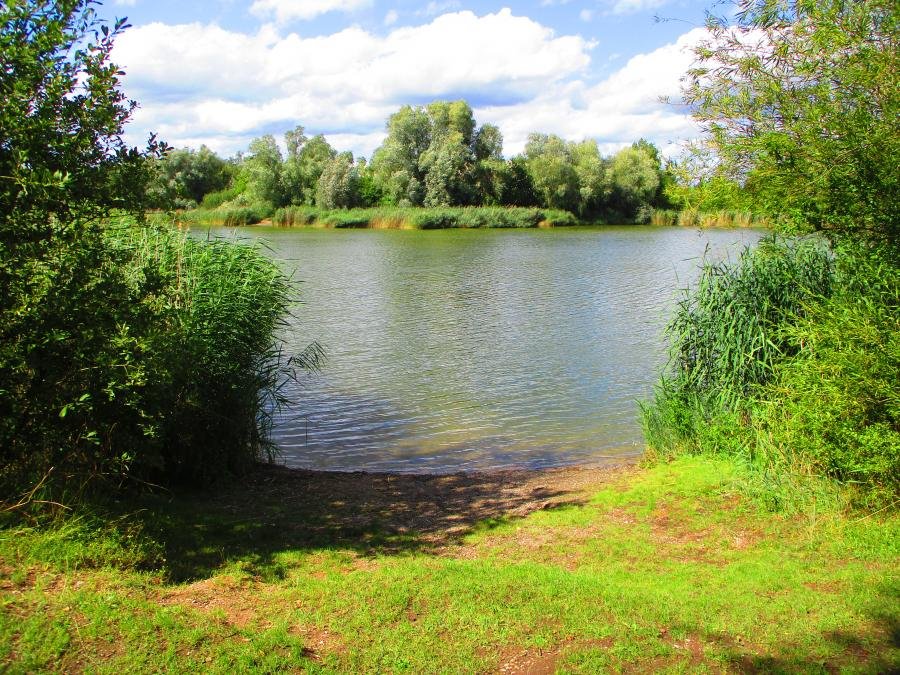 Bohdanecký rybník
