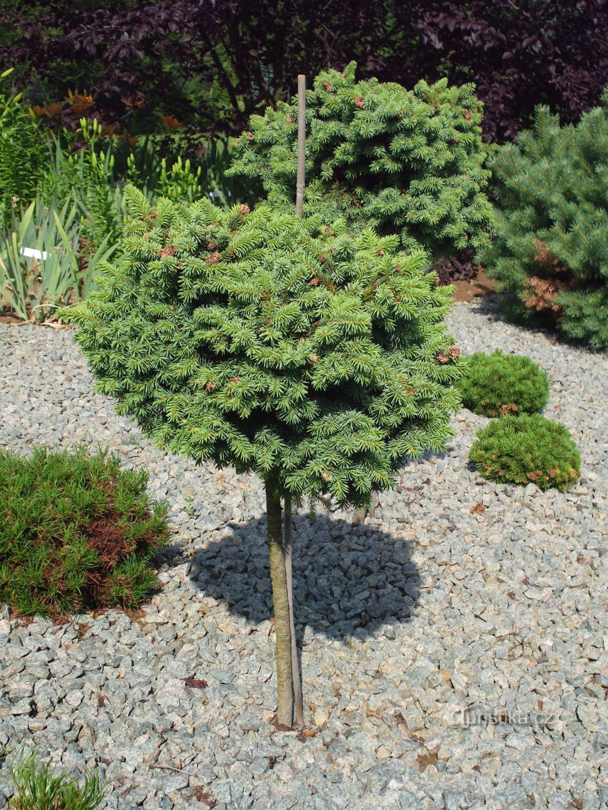 Boskovice - Arboretum Šmelcovna