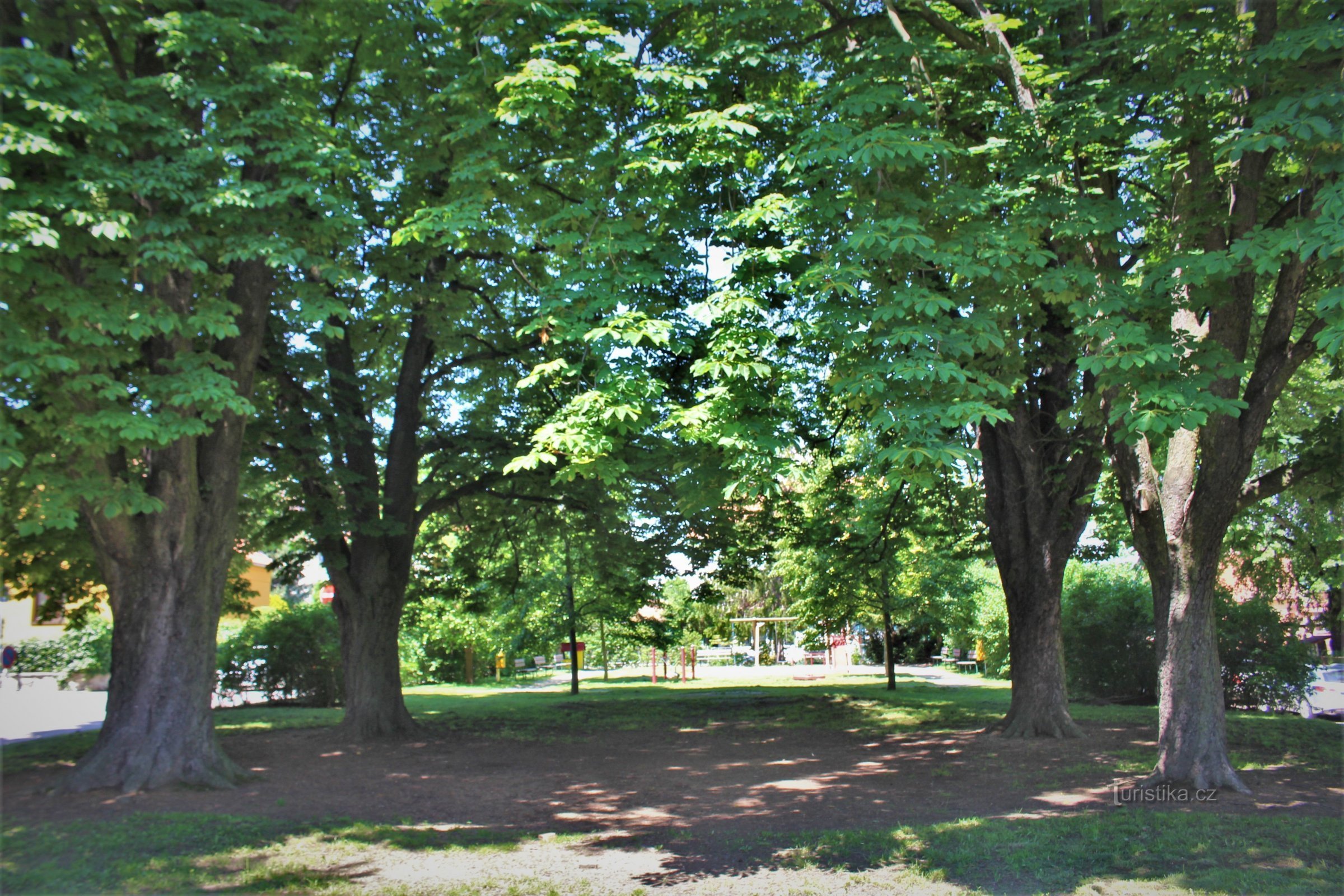 Brno-Řečkovice - jírovce na nám. Vojtěšky Matyášové