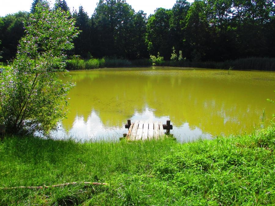 Bučina