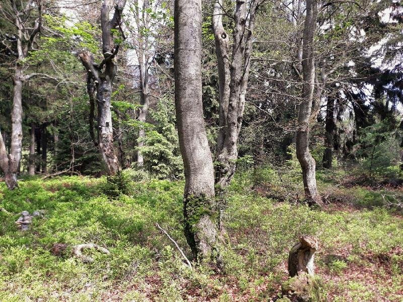 Bukačka