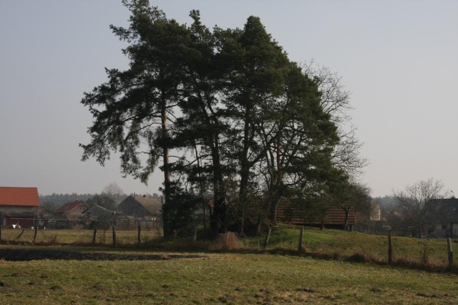 Býchory