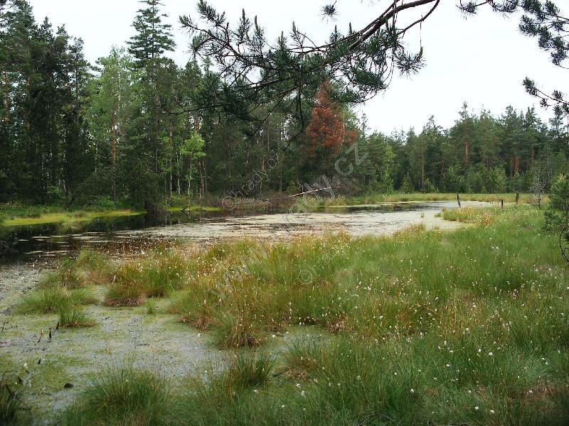 Červené blato