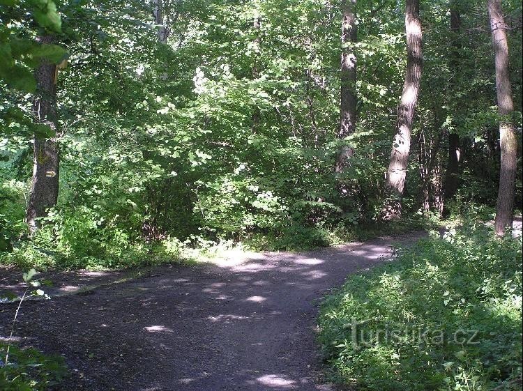 Cesta: Cesta směrem na Slavkov