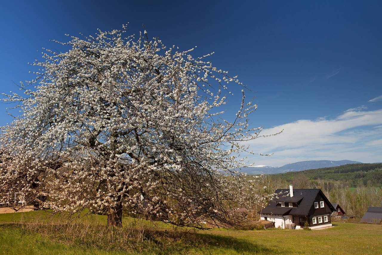 Chalupa u památné třešně pod Zvičinou