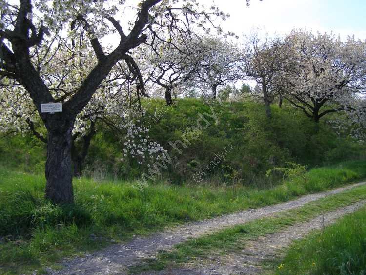 Chlum