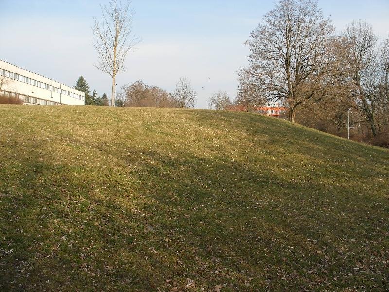 Čimice