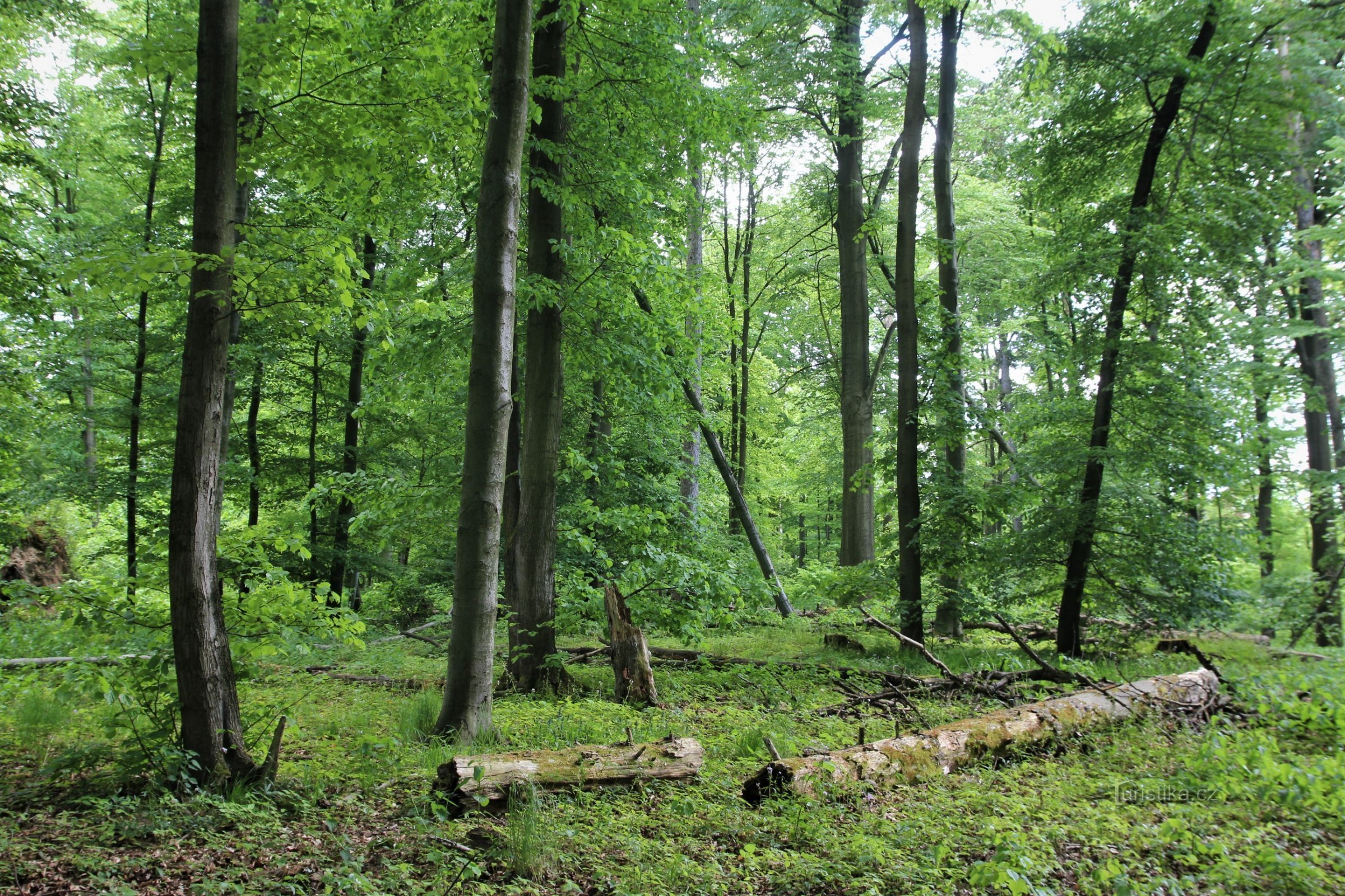 Coufavá - přírodní rezervace