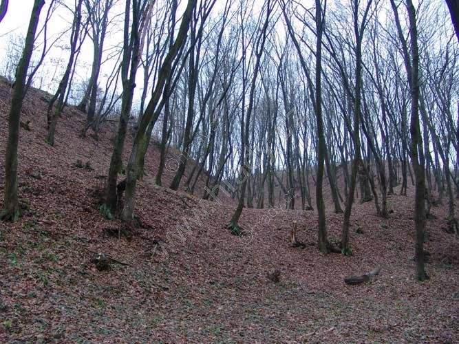 Dědice