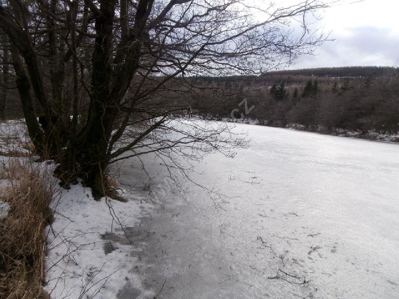 Dřevařský rybník