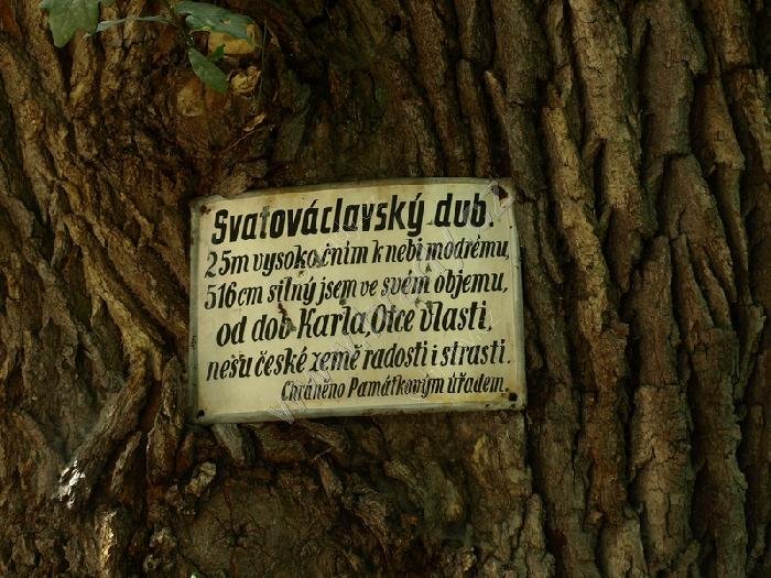 dub sv. Václava