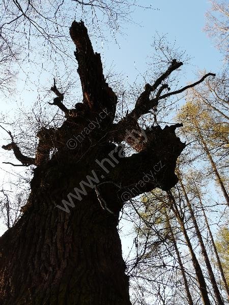 dub Troják