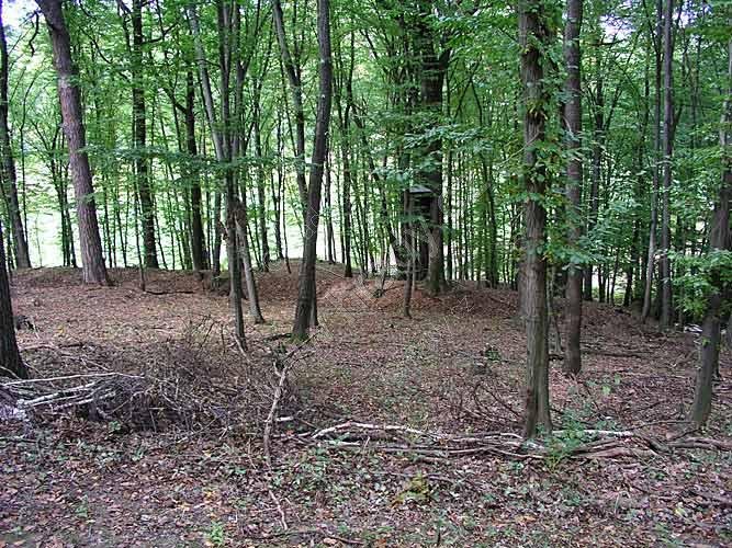 Haluzice