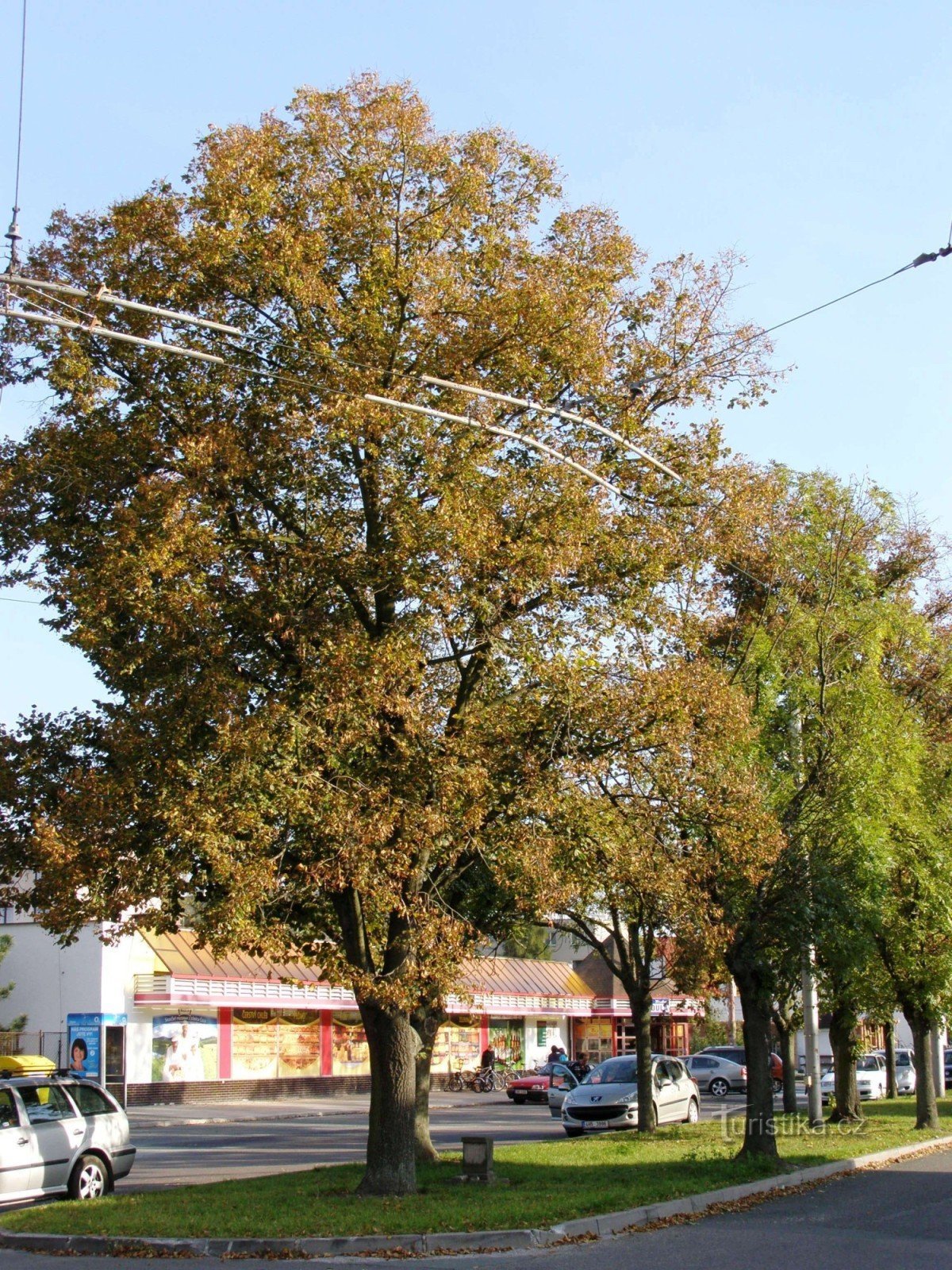 Hradec Králové - alej v Malšovicích