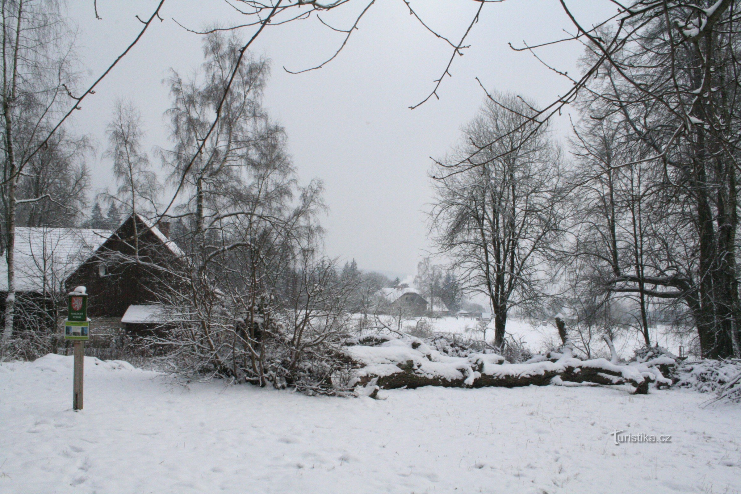 Husitská lípa na Ostaši