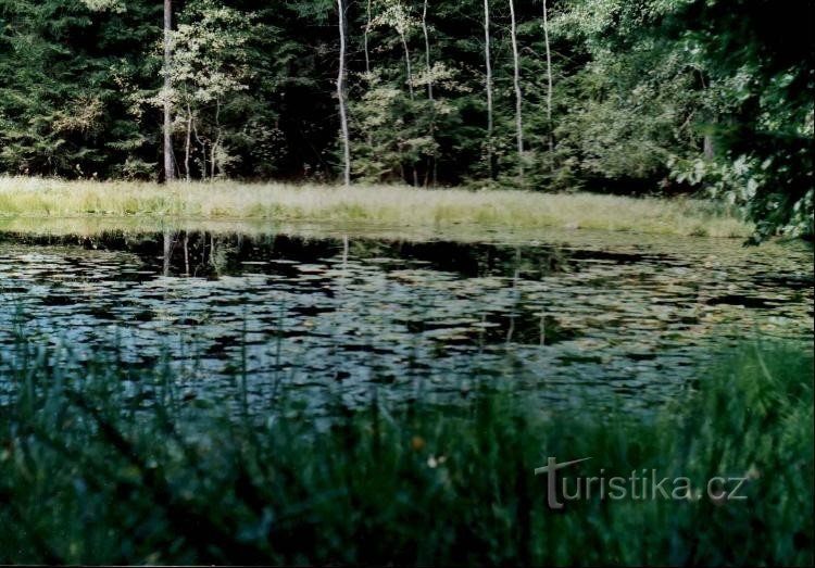 jezírko s lekníny