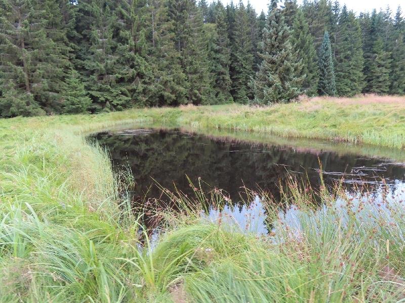 Kladské rašeliny
