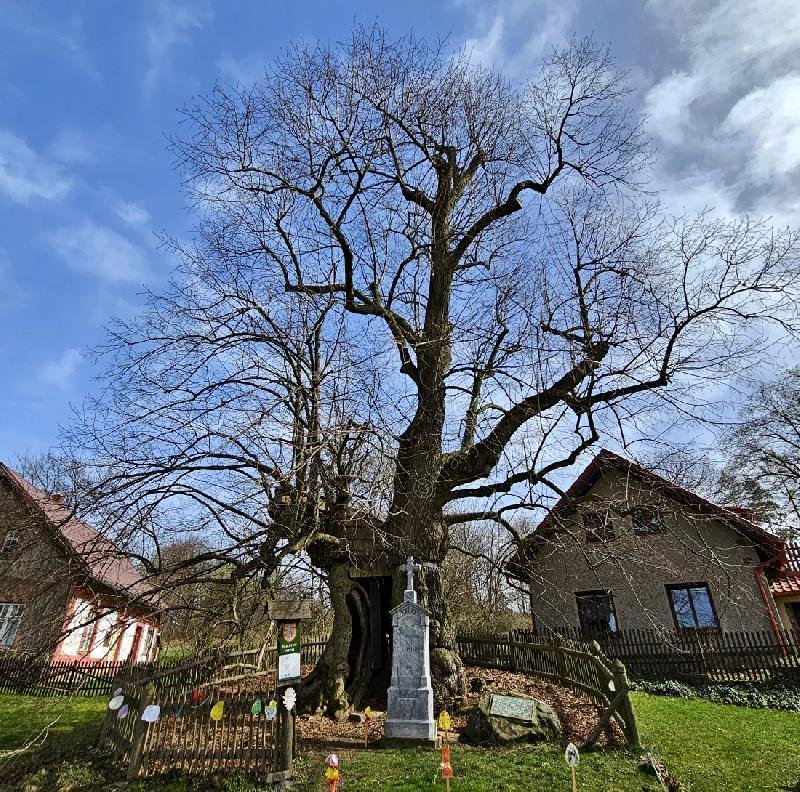 Klokočovská lípa