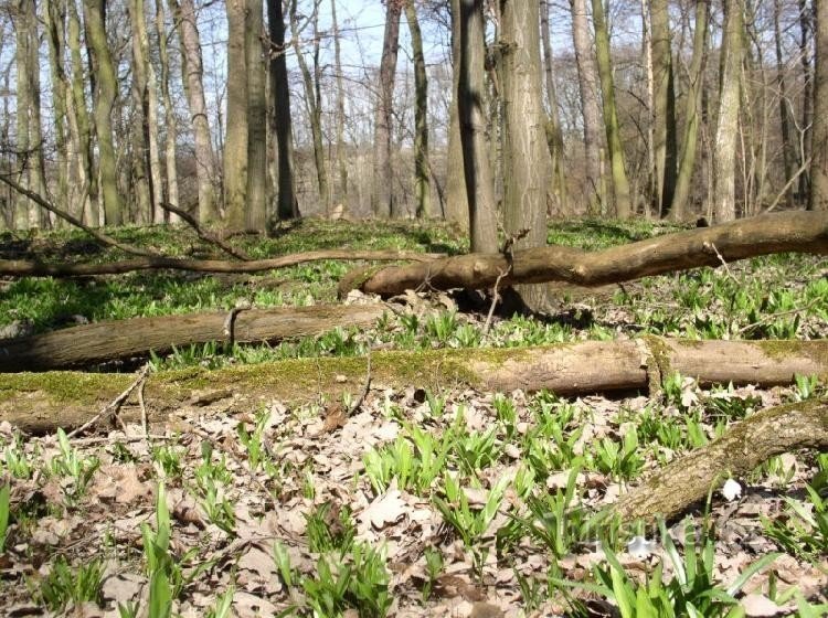 koberec česneku medvědího