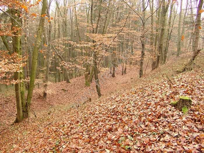 Krumvald, Grünwald