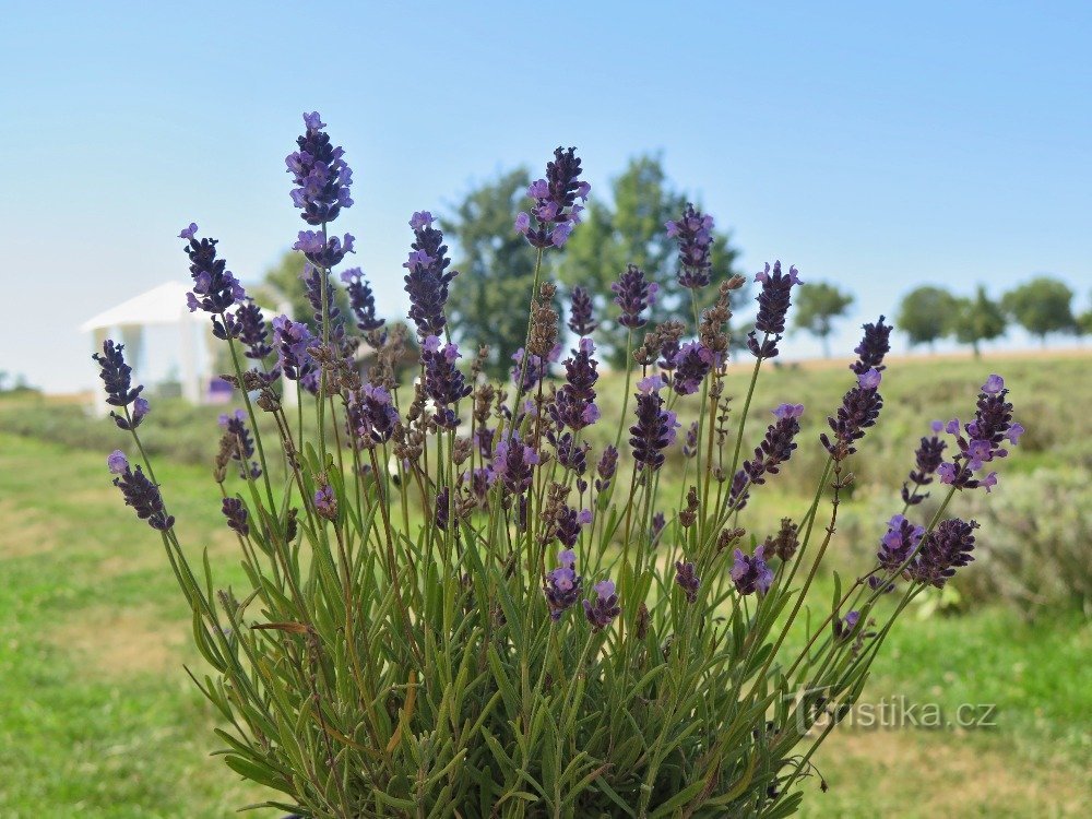 Levandulový statek Bezděkov u Úsova