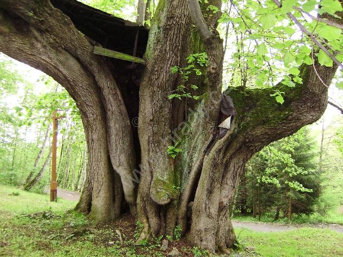 lípa Hadí královna