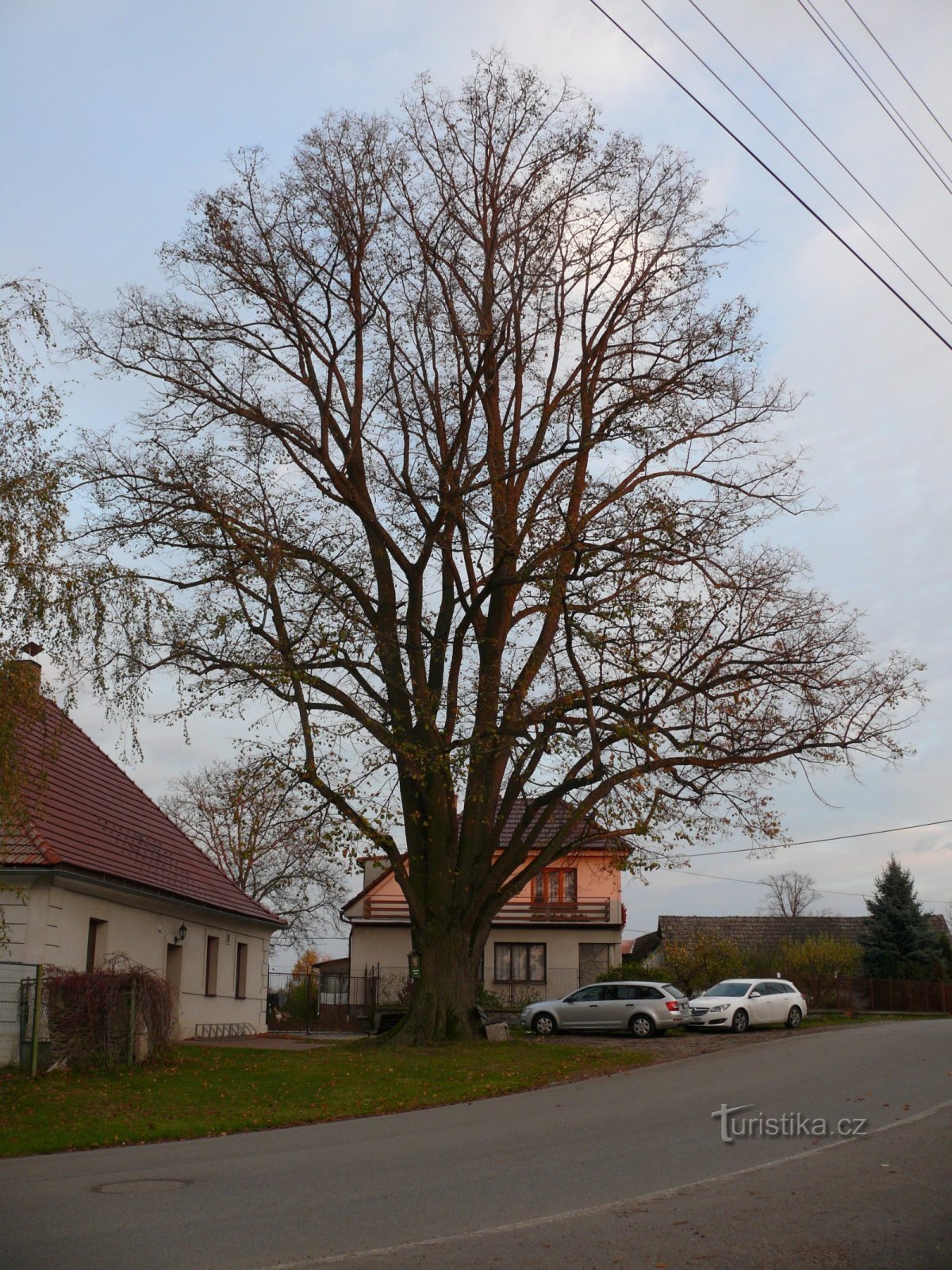 Lípa je omezená silnicí i domkem