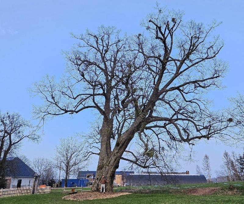 Lípa na Lipce