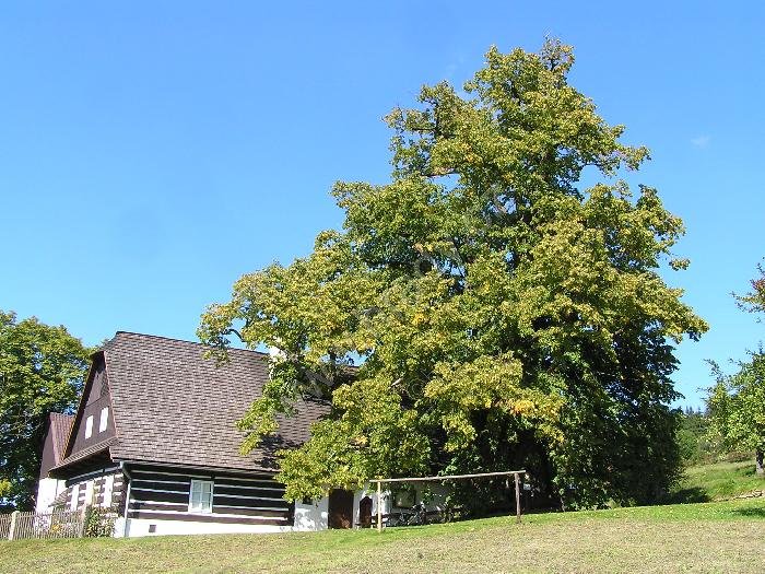 Lukasova zpívající lípa