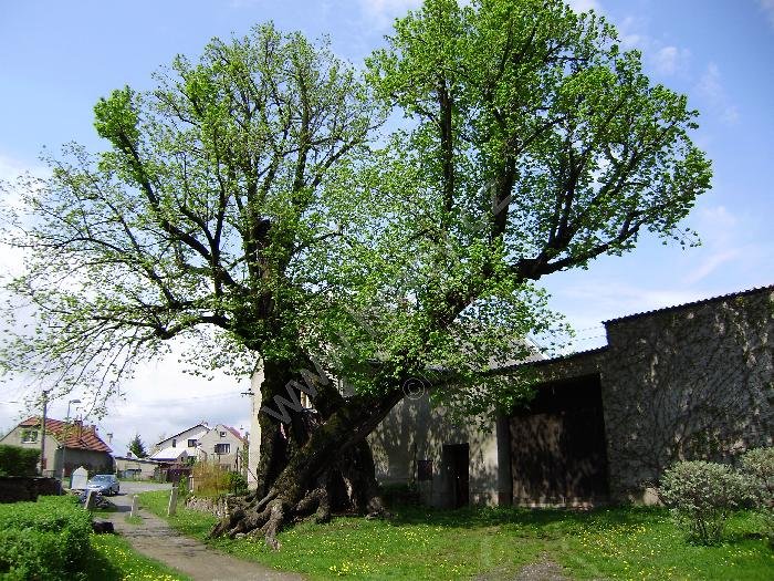 Mladějovická lípa