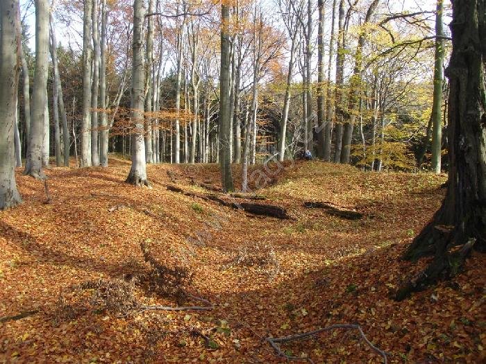 Mokřice