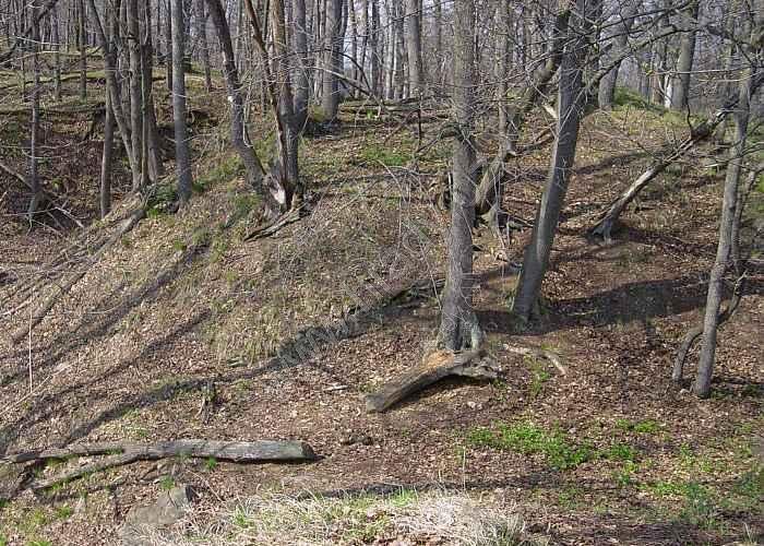 Najštejn