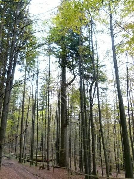 národní přírodní rezervace Salajka