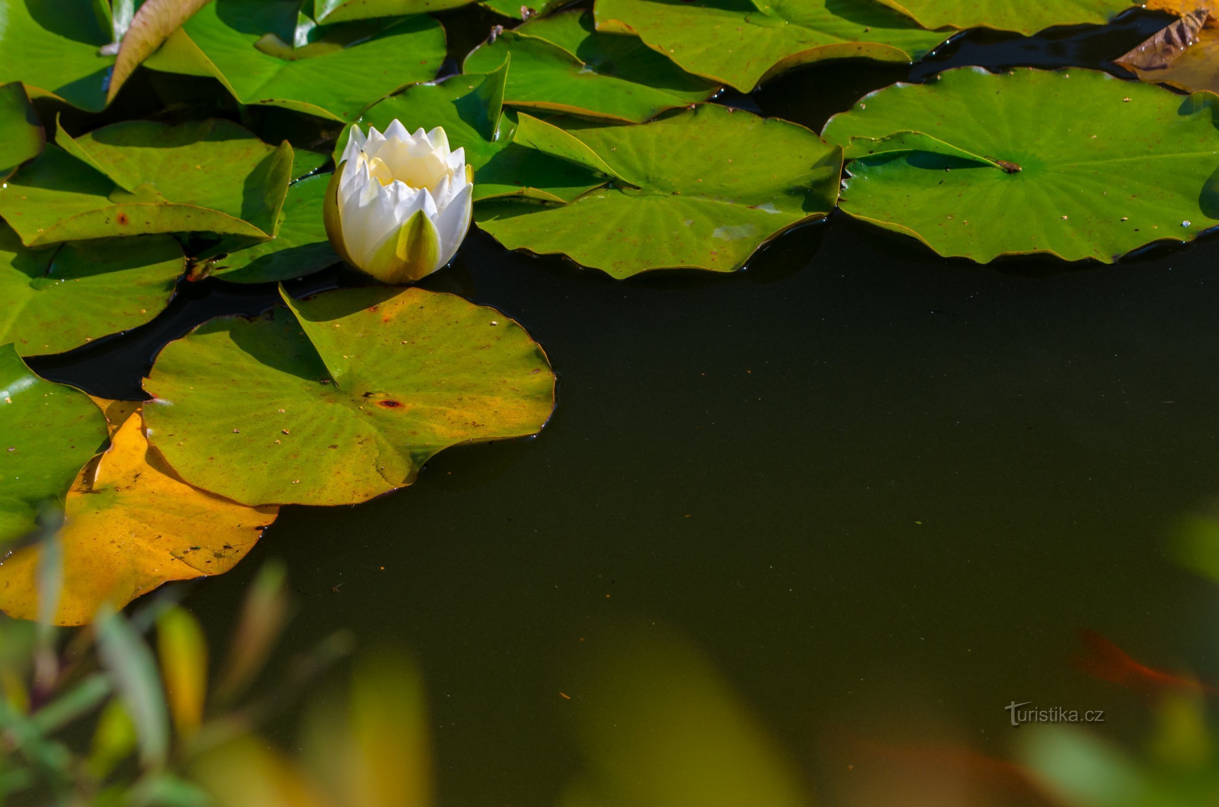 Nejstarší botanická zahrada v ČR
