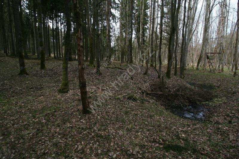 Neslívy