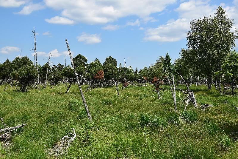 Novodomské rašeliniště