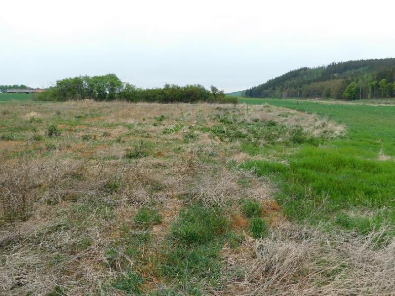 nový židovský hřbitov