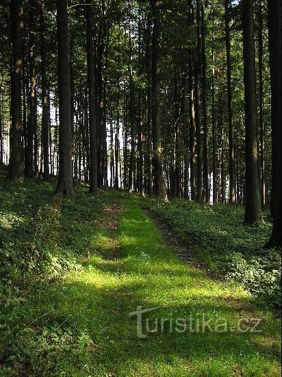 Od rozcestníku na Jehličnou