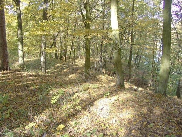 Oslnovice