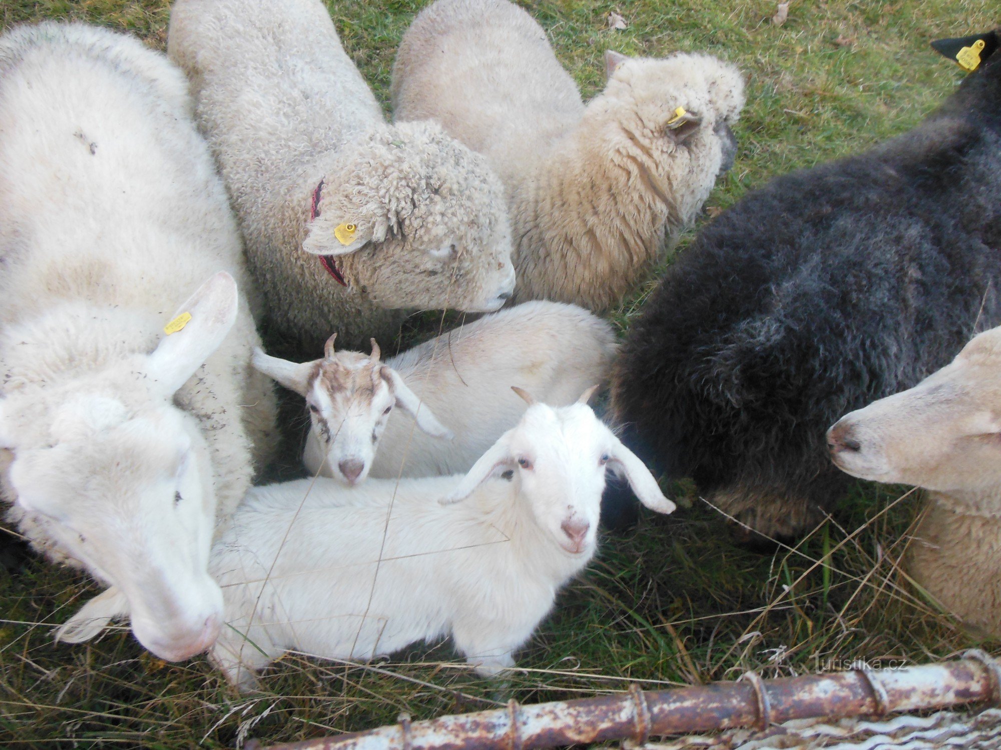 ovečkám, kozičkám a psíkom sa prizerali hlavne deti. Ich pán ich má vycvičené a 