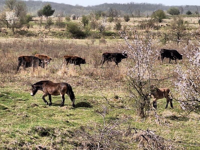 pastevní rezervace divokých koní a praturů