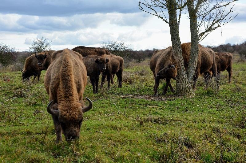 pastevní rezervace divokých koní a zubrů