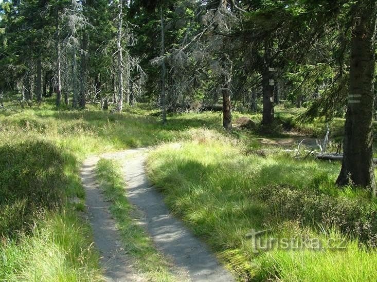 Pod Jelení studánkou