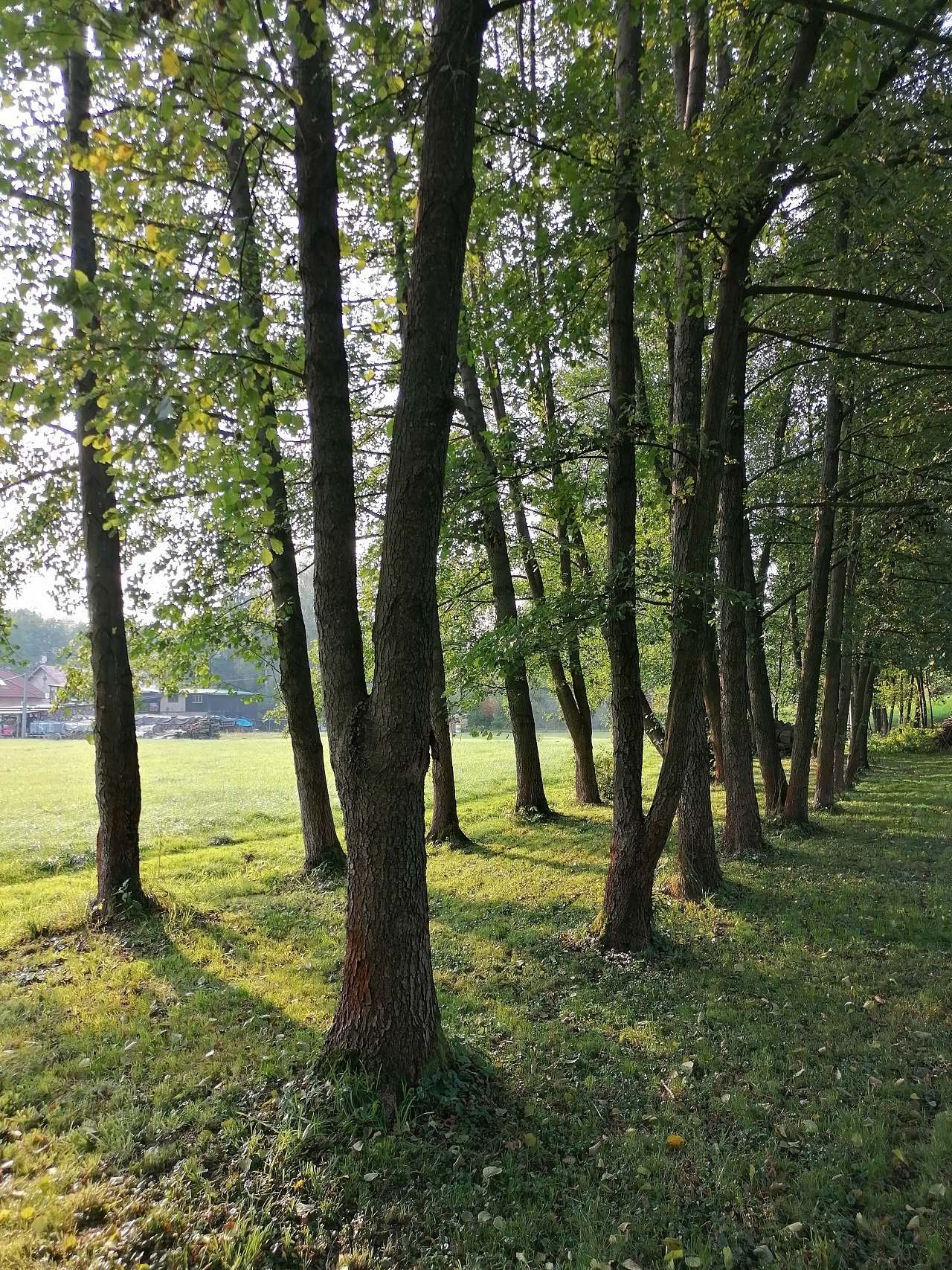 pohled na olše