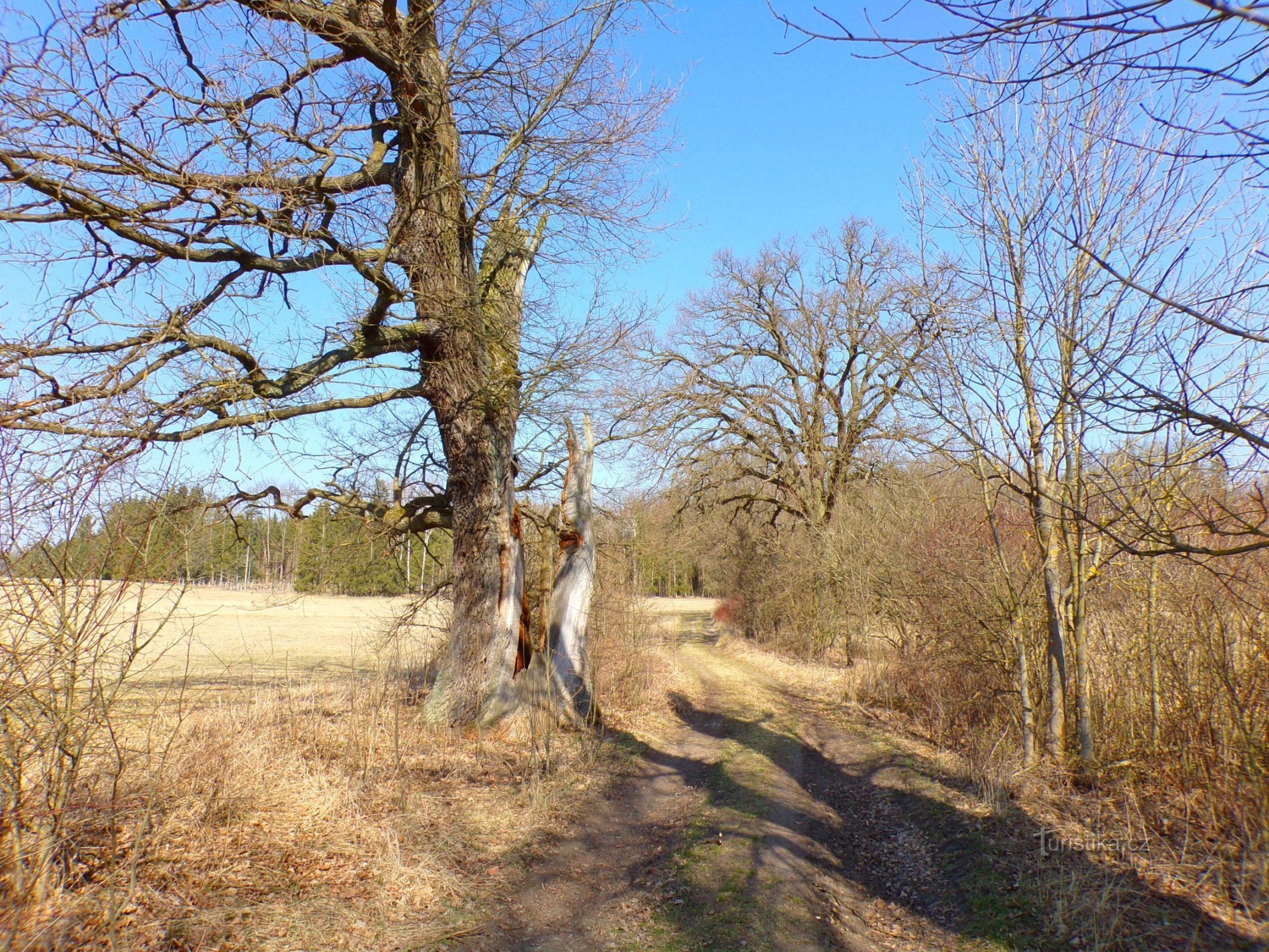 Polní cesta k Jahodné (Miletín, 25.3.2022)