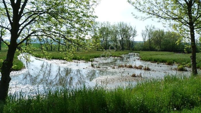 přírodní památka Koštice