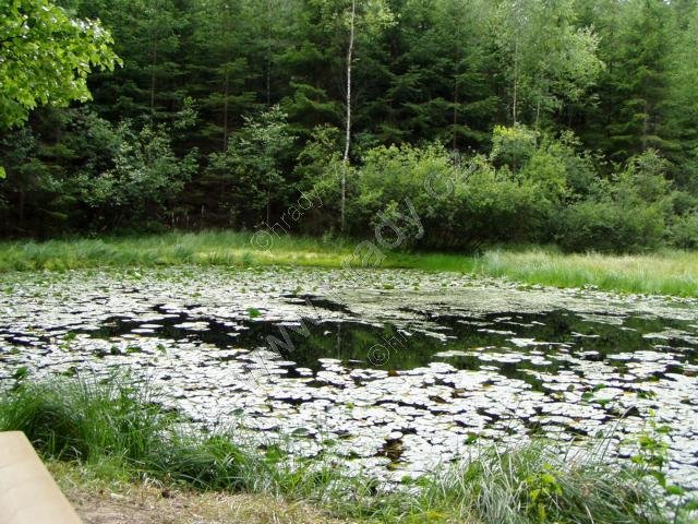 přírodní památka Rašelinné jezírko Rosička